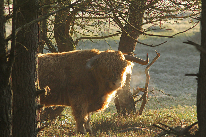 Schotse Hooglander