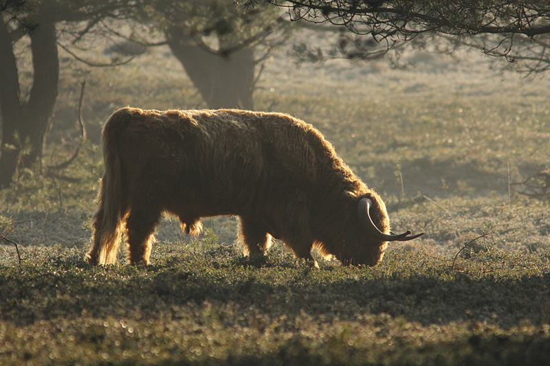Schotse Hooglander