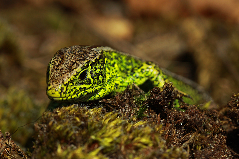 Zandhagedis