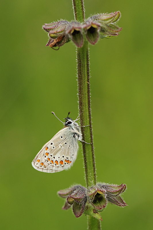 Vals Bruin Blauwtje