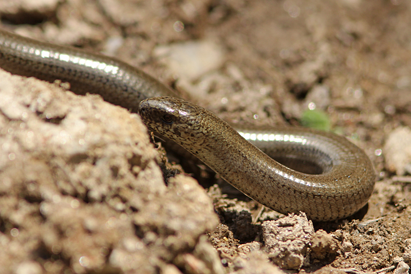 Hazelworm