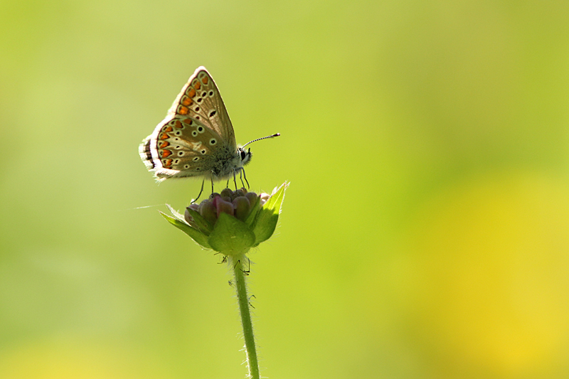 Vals Bruin Blauwtje