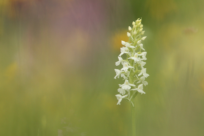 Grote Muggenorchis