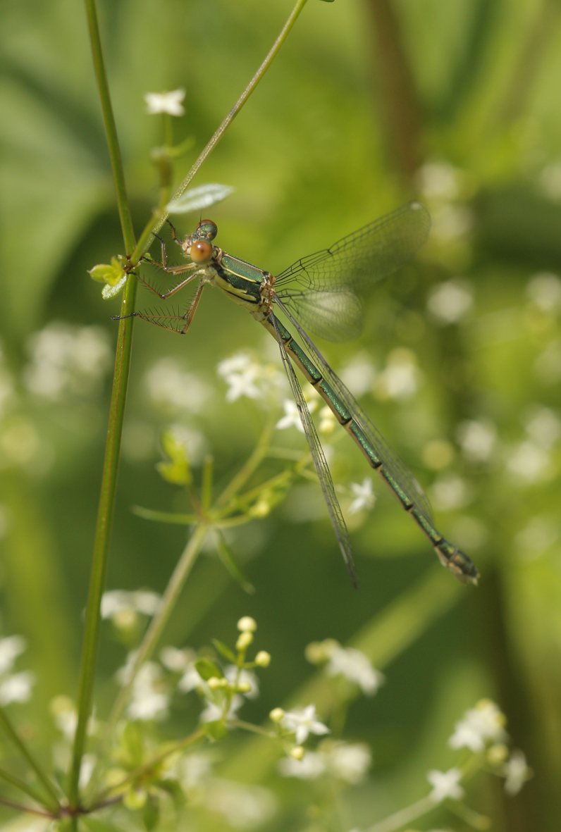 Oostelijke houtpantserjuffer - Chalcolestes parvidens ♀