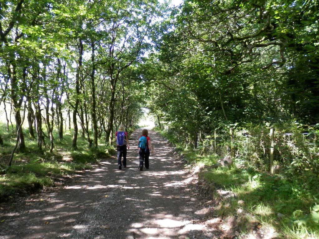 Almost back, through the welcoming cool woods