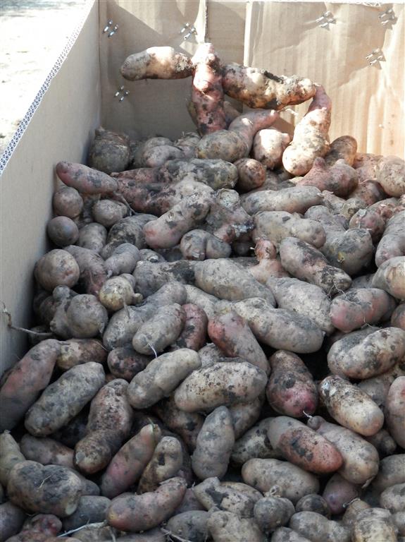 Accidental harvest