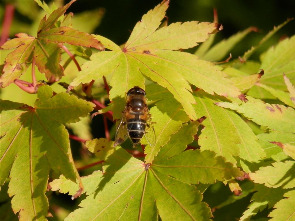 Acer again, different insect