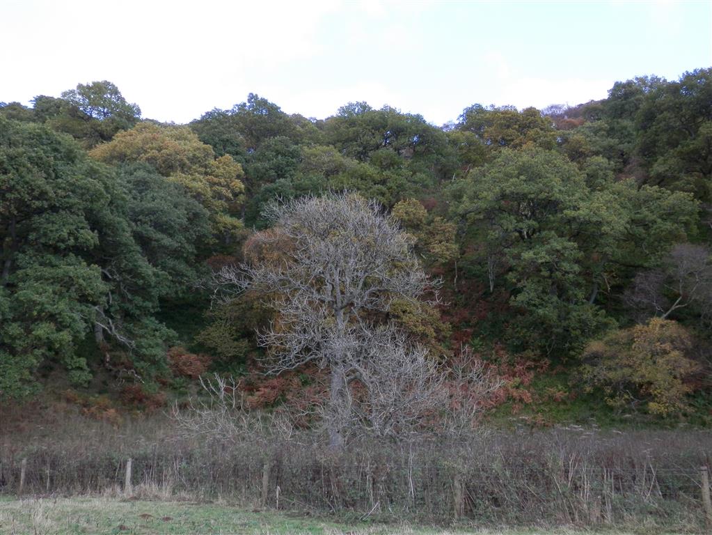 Moneynut valley walk