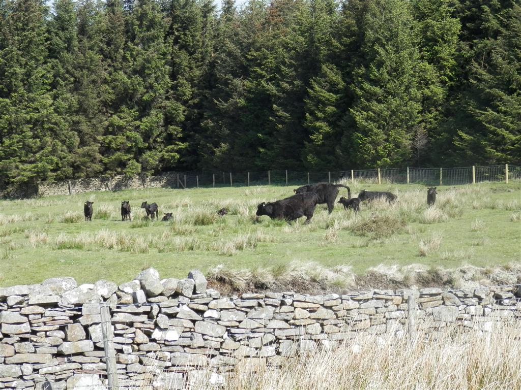 Action packed bovine photo!