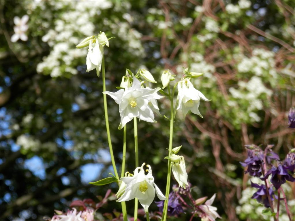 Aquilegias