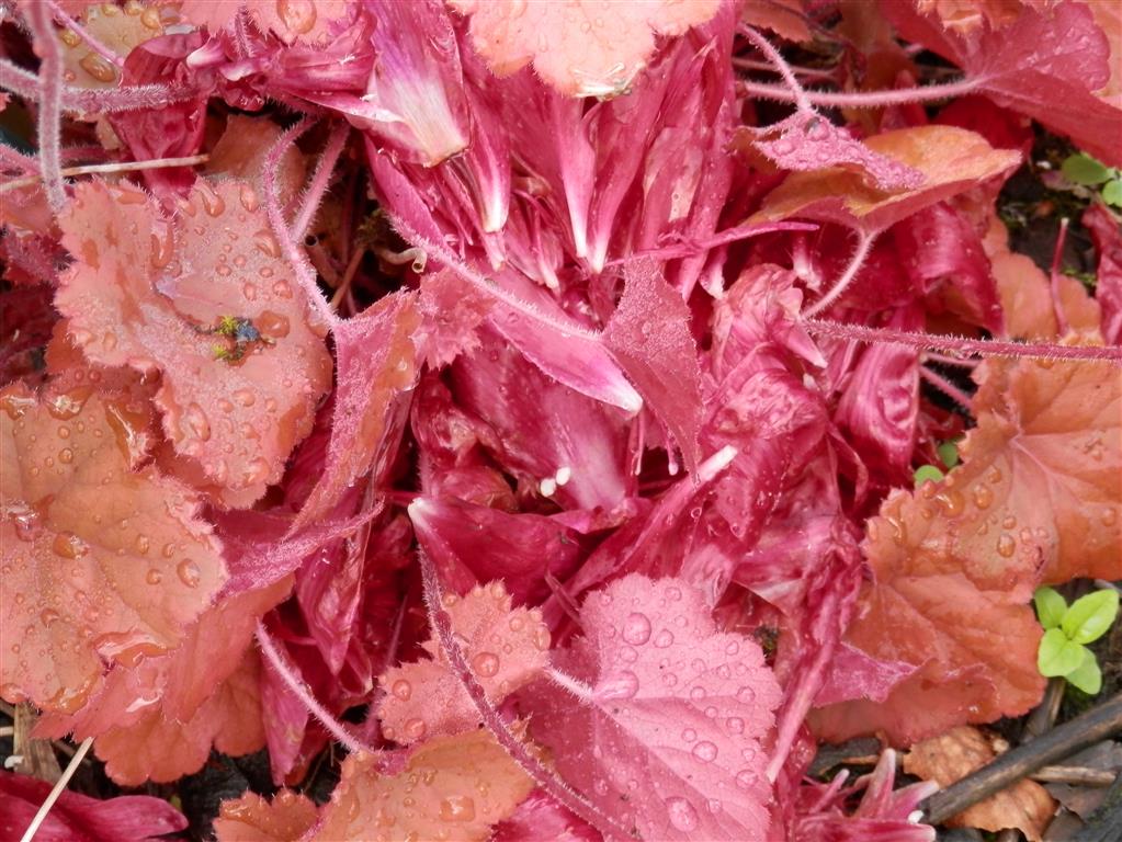 Heuchera