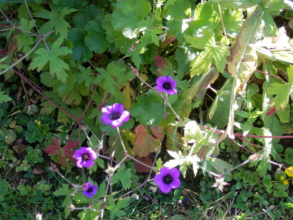 Geraniums