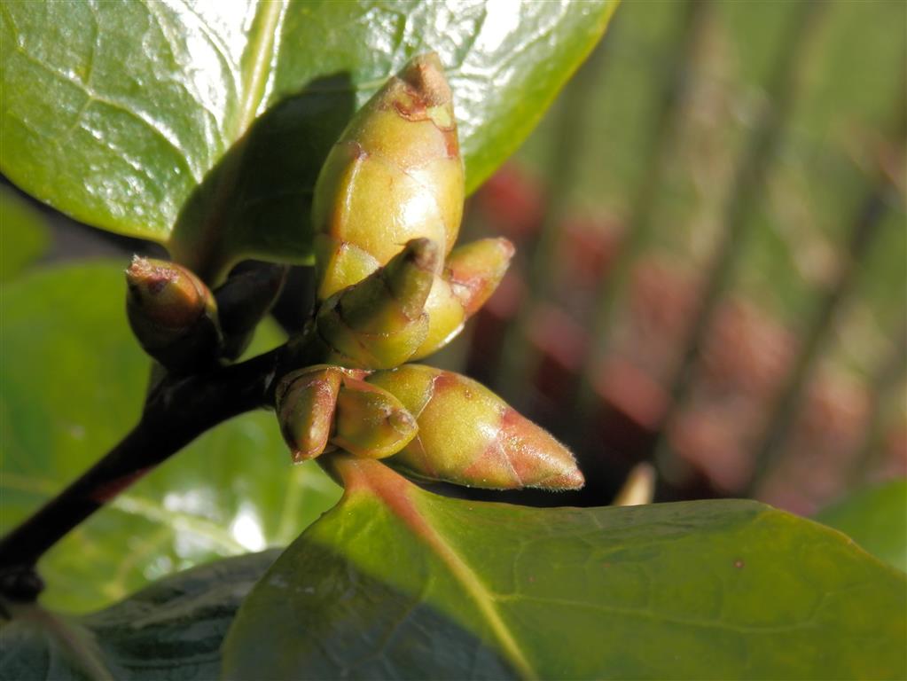 Impressive camelia buds