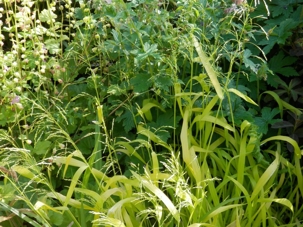 Golden grass thriving in its temporary home