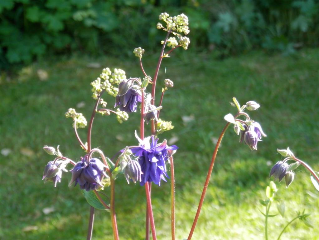 Aquilegia and thalictrum