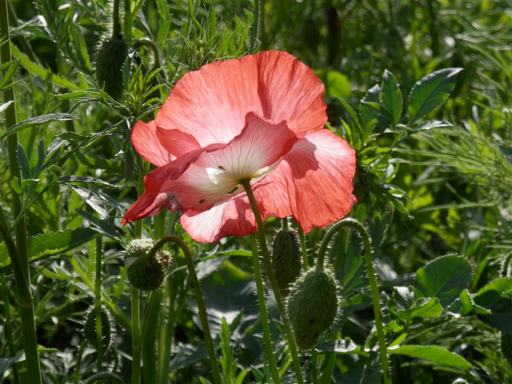 Hatherley Park poppy