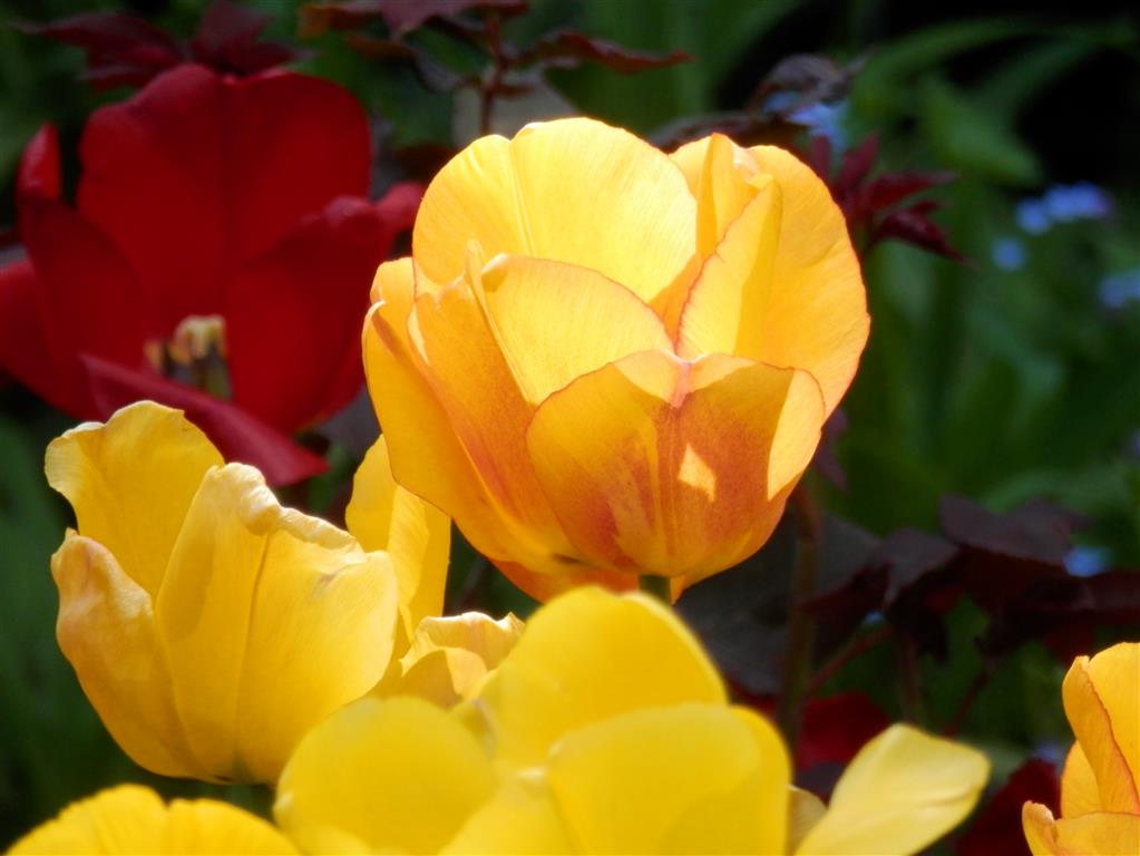 Tannery House tulips