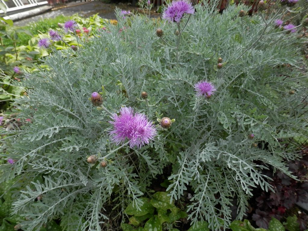 Centaurea scabiosa Silver Feather