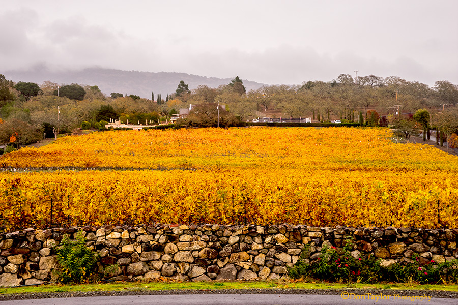 Fall Colors