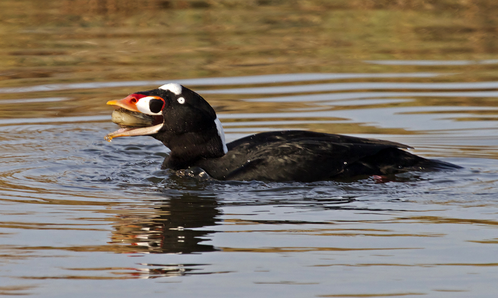 Surf Scoter<br> (Melanitta perspicillata)