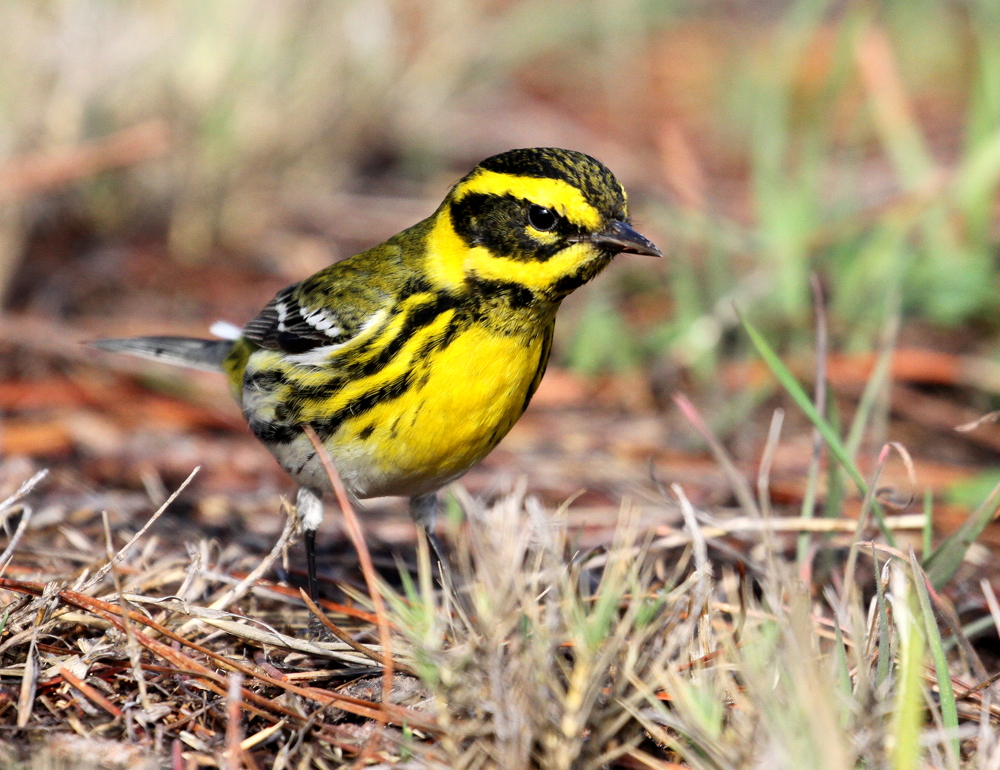 Townsends Warbler (9X)<br>(Setophaga townsendi)