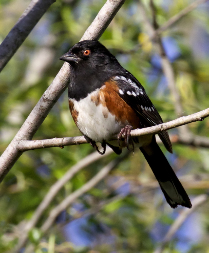 Spotted Towhee<br> (Pipilo maculatus)