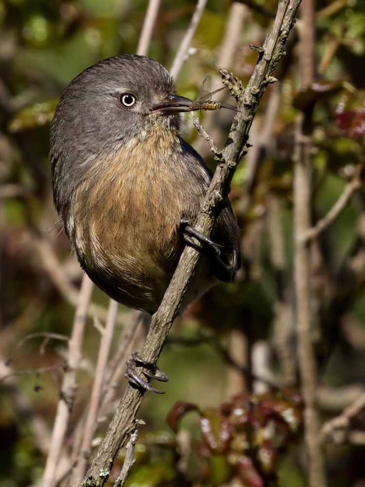 Wrentit with a snack<br>(Chamaea fasciata)