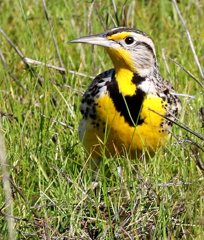 Western Meadowlark<br> (Sturnella neglecta) 