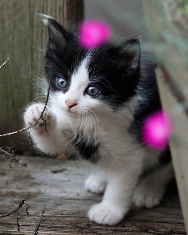 Kitten_5.
