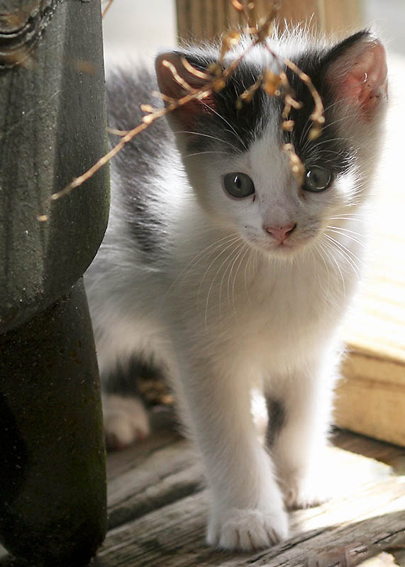 Kitten_9