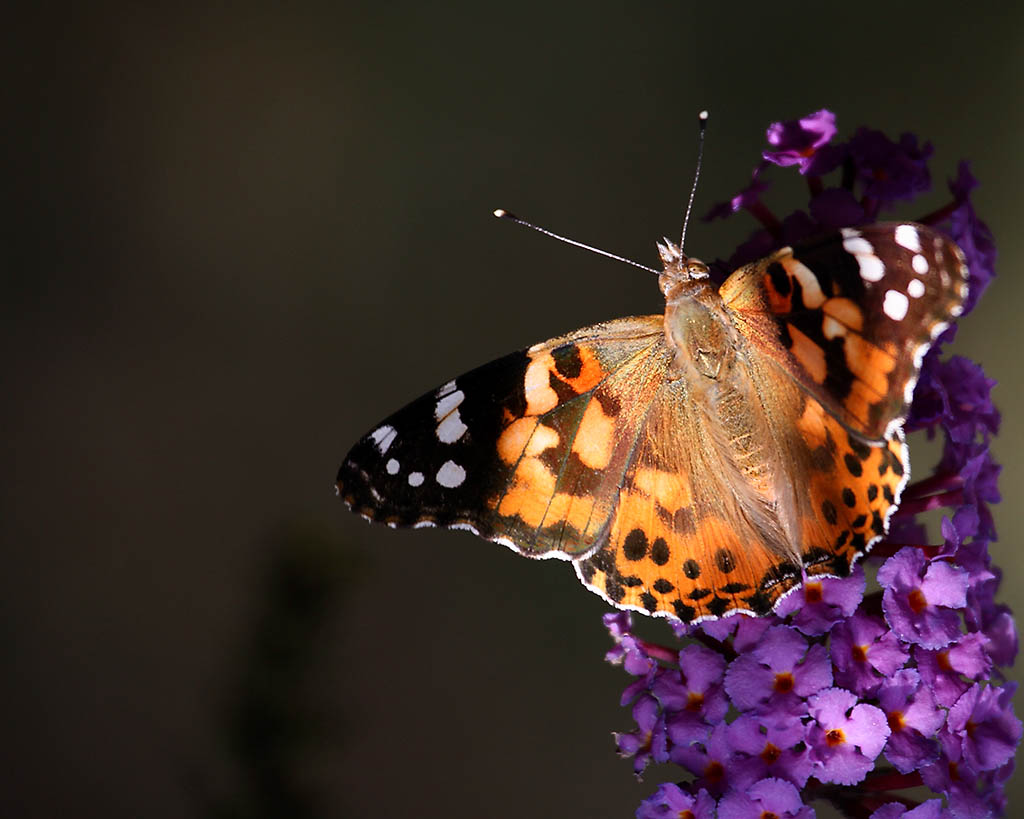 Monarch2