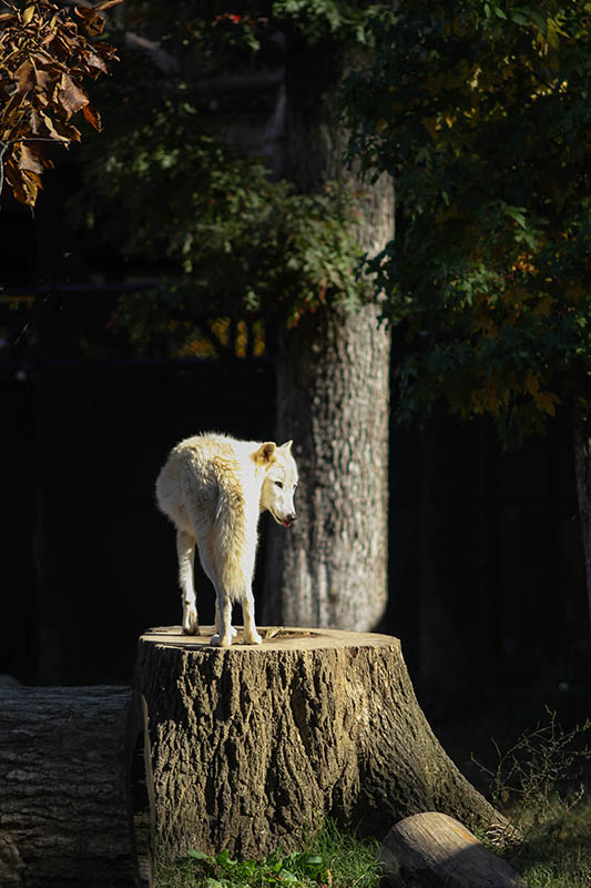 Timber Wolf