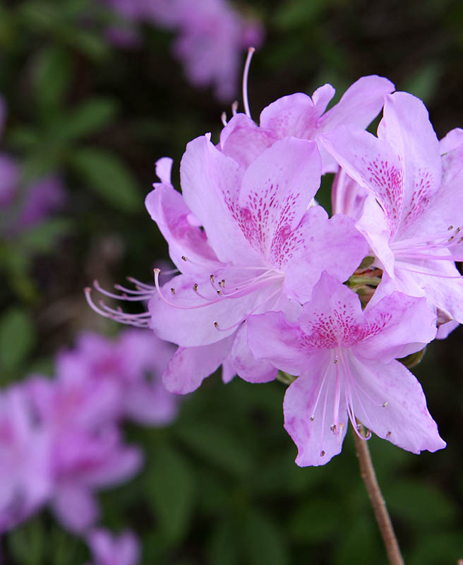Azaleas.