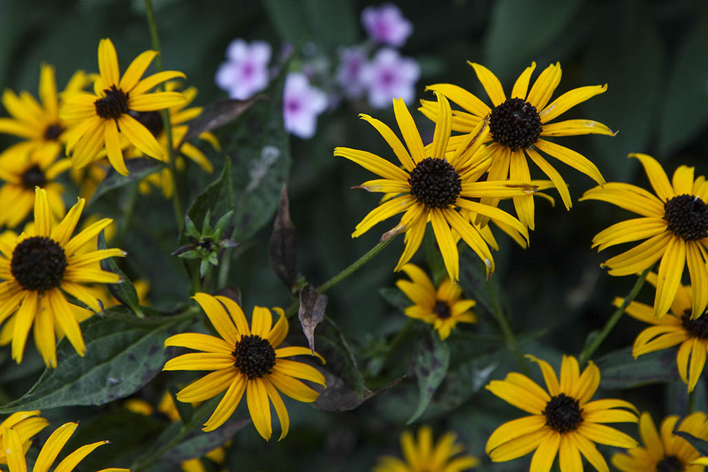 Black-Eyed Susan