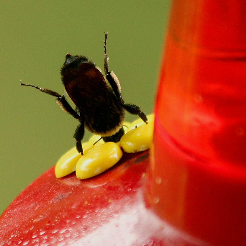Determined Bee.