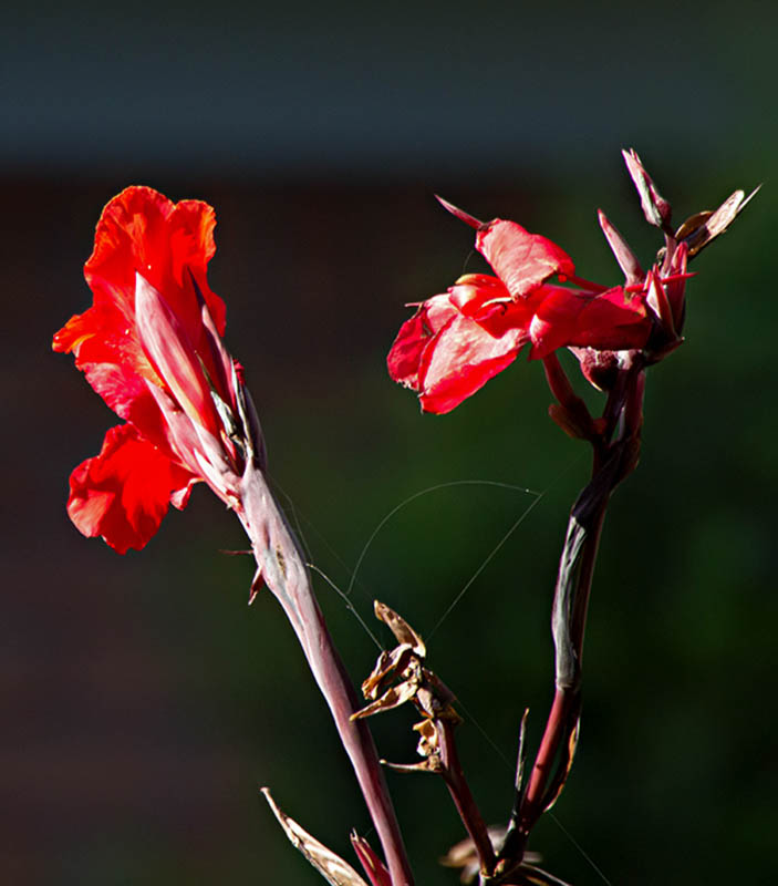 Cannas.