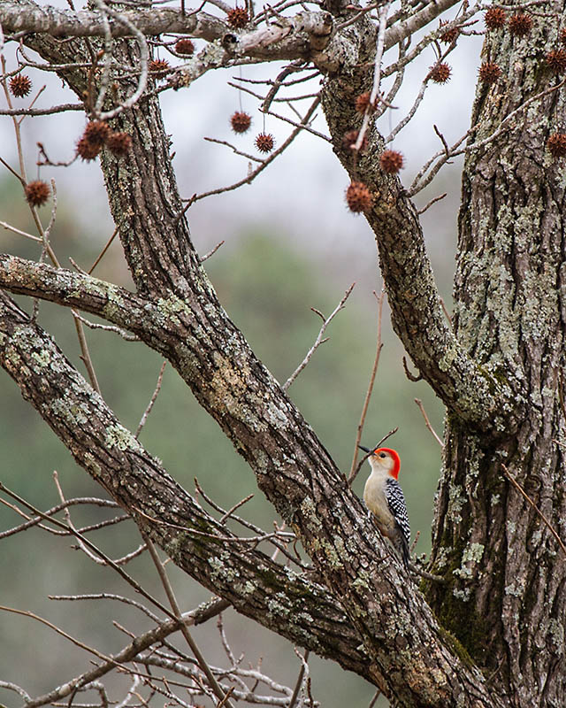 Red Bellied Woodpecker.