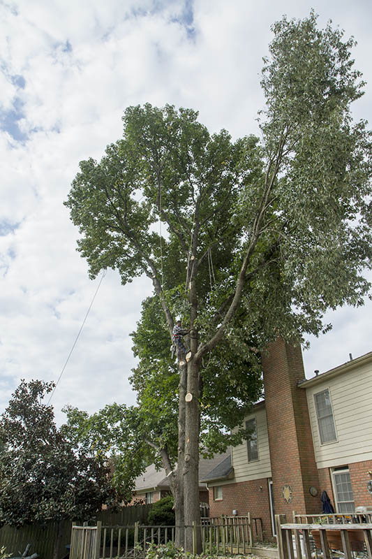Removing the trees