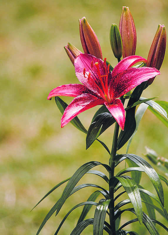 Daylily