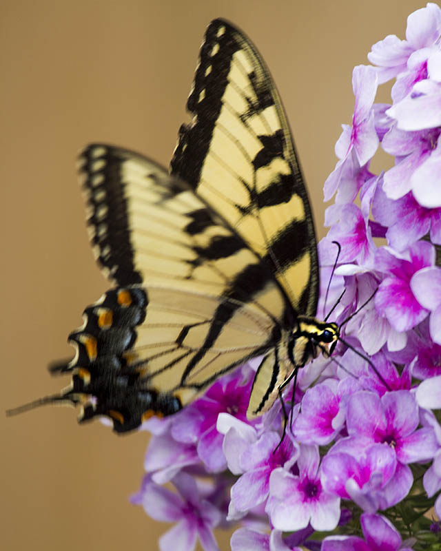 Eastern Tiger Swallowtail