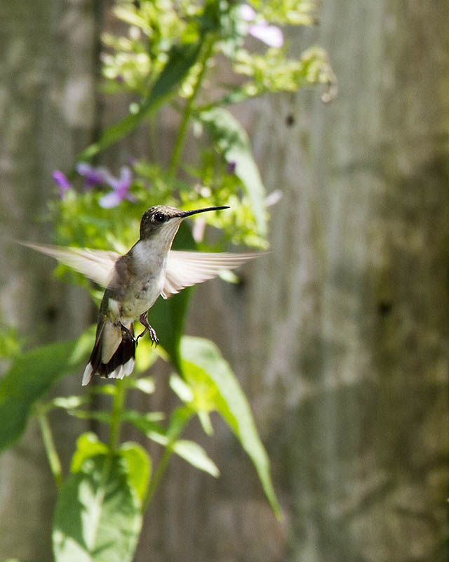 Hummer