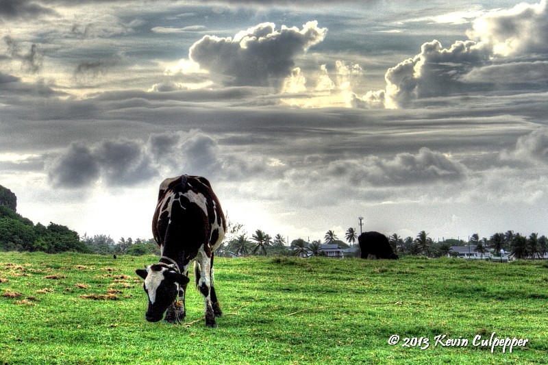 Cow