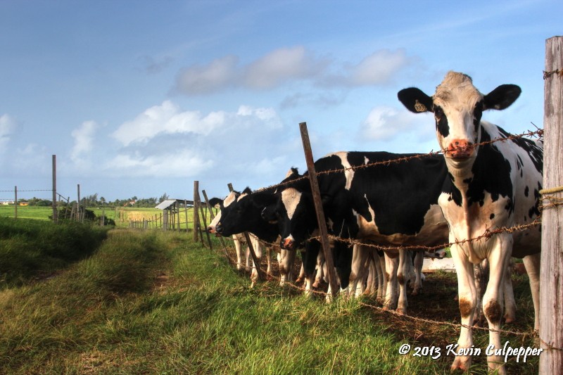 Cows