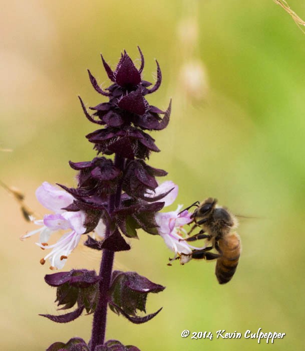 Bee