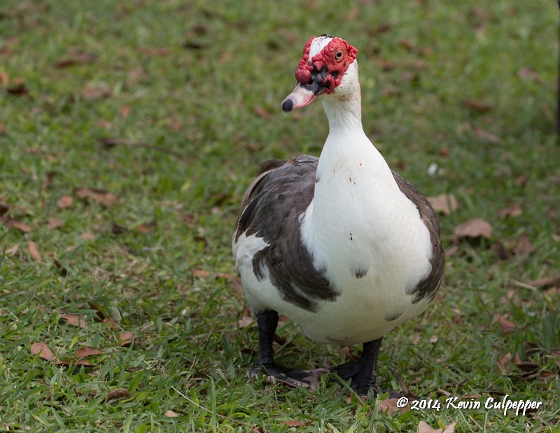 Duck