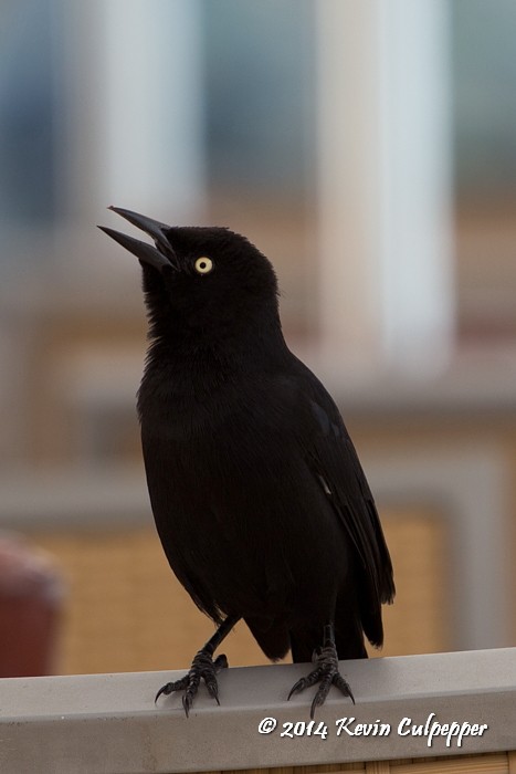 Blackbird