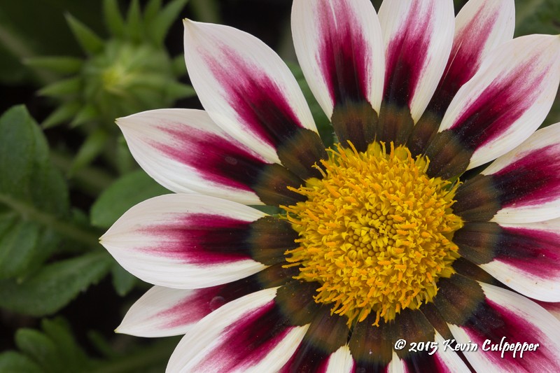 Gazania