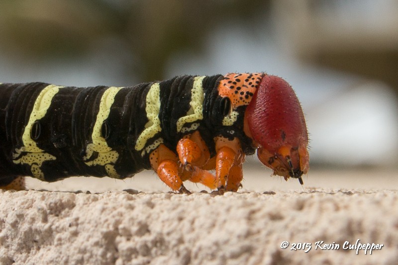 Frangipani Caterpillar