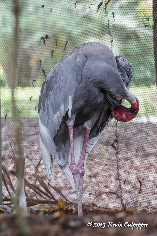 Sarus Crane