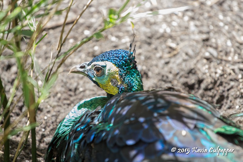 Peacock